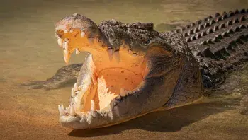 storme22k-crocodile-9846352_1920.webp