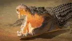 storme22k-crocodile-9846352_1920.webp