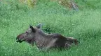 łoś.webp